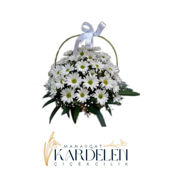 Sepette-Beyaz-papatyalar