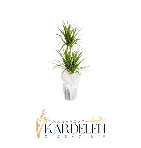 2-li-Marginata-Cicegi