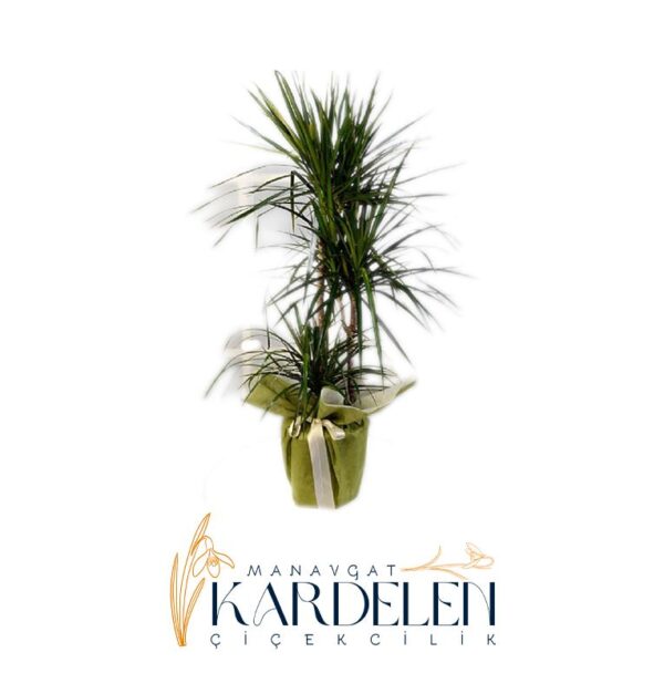3-lü-Marginata-Cicegi