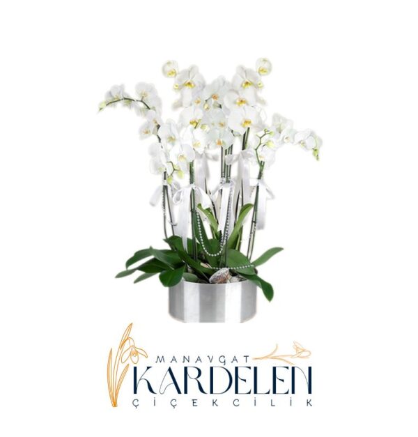 6-Dalli-Beyaz-Orkide-Sepeti