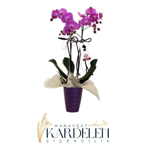 Cift-Dalli-Mor-Orkide