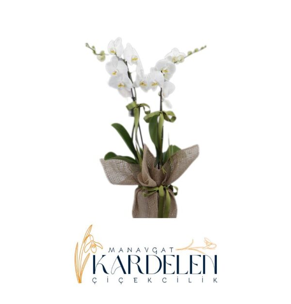 Naturel-Ambalaj-Orkide
