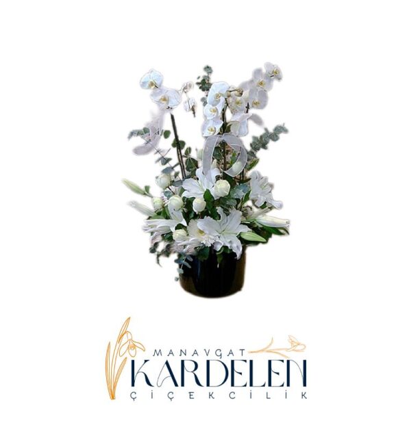 Vip-Orkide-Arajmani